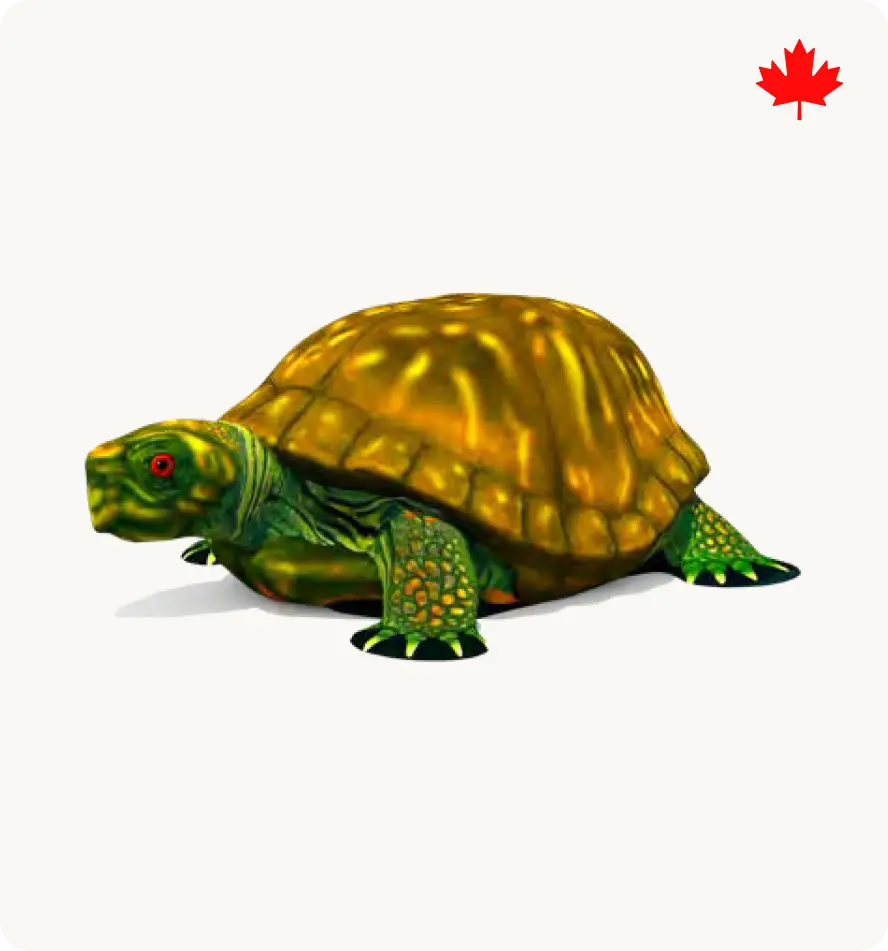 Turtle Climber